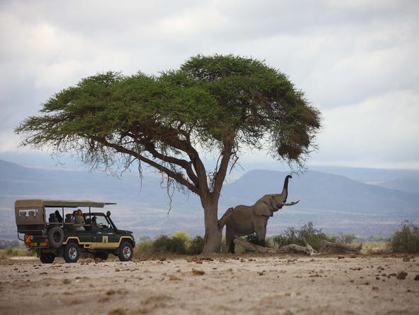 Tortilis Camp - game drive + elephant